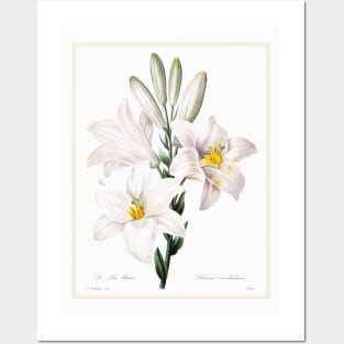 Madonna Lily from Choix des plus belles fleurs (1827) Posters and Art